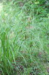 Fringed sedge